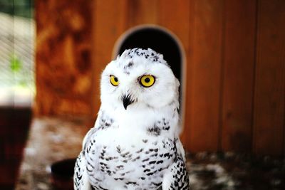 Close-up portrait of owl