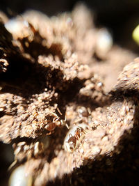 Close-up of dry leaves on field during winter