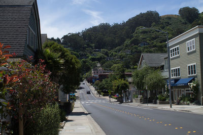 Road along trees