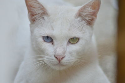 Close-up portrait of a cat