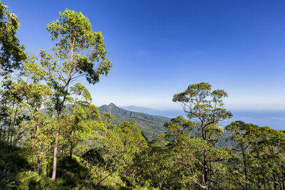 Scenic view of forest against clear sky