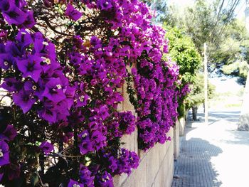 Purple flowers on tree