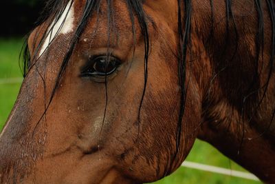 Close-up of a horse