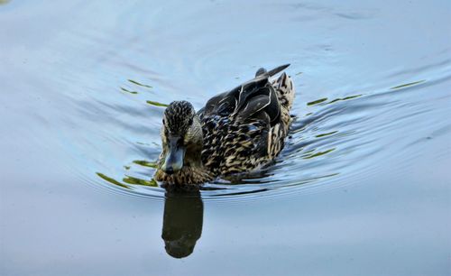 High angle view of bird swimming in lake
