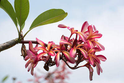 Low angle view of pink flowers against sky