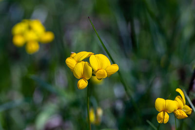 Flower in meadow