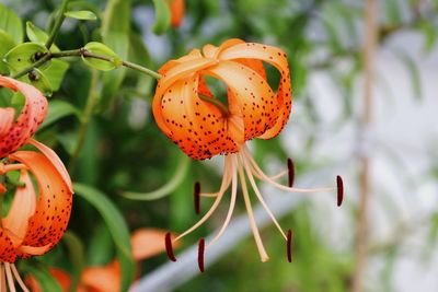 Close-up of flowers against blurred background