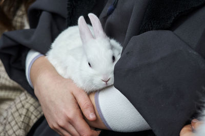 Cute white domestic rabbit