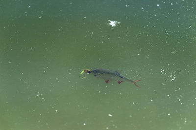 View of fish swimming in sea