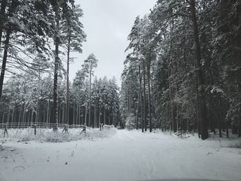 Trees against sky during winter