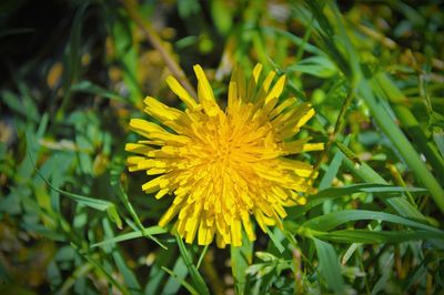 Close-up of yellow flowers