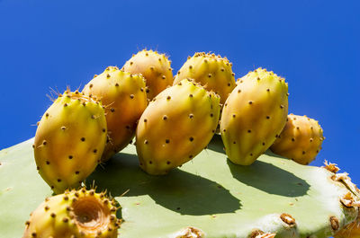 Close-up of prickly pear cactus against clear blue sky