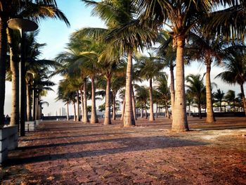 Palm trees against sky