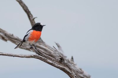 Bird perching on a branch