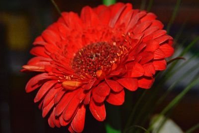 Close-up of red flower blooming outdoors