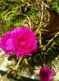 Close-up of pink flower blooming outdoors