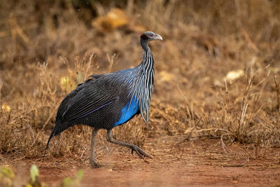 Vulturine guineafowl walks lifting foot in rain