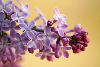 Close-up of purple flowers