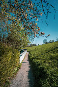 Road amidst trees against sky