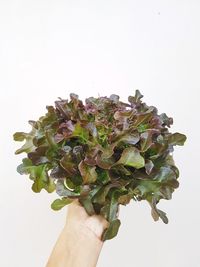 Close-up of hand holding plant against white background