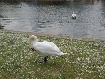 Swan in a lake