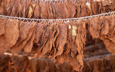 Close-up of drying