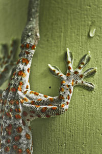 Close-up of lizard