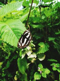 Close-up of butterfly on leaf