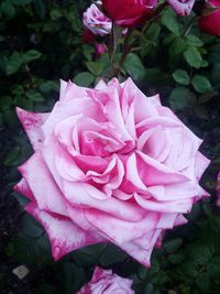 Close-up of pink flower blooming outdoors