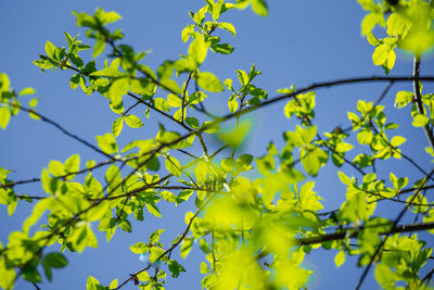 Beautiful, fresh bird cherry leaves against the spring sky.