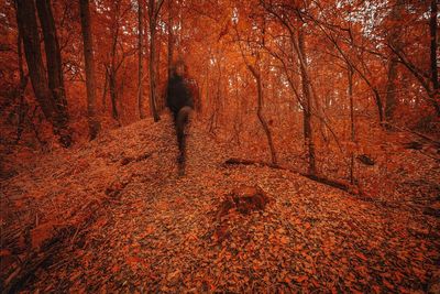 autumn