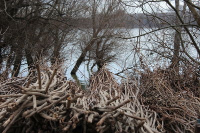 Bare trees in forest