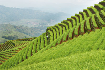 Scenic view of agricultural field