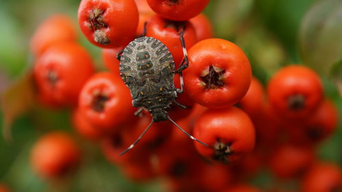 Close-up of tomato