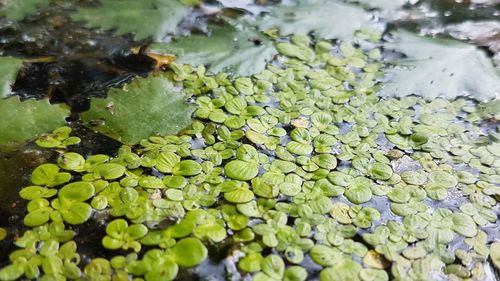 Close-up of insect on water lily