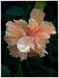 Close-up of flower blooming outdoors