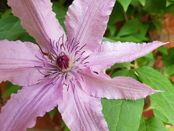 Close-up of pink flowering plant