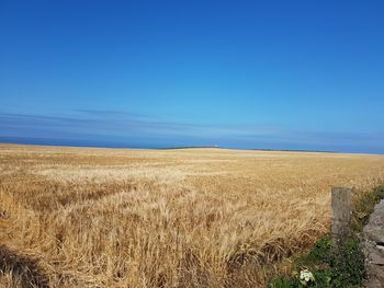 Scenic view of field against clear blue sky