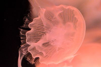 Close-up of jellyfish in aquarium