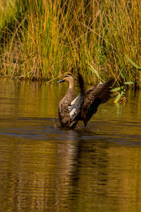 Side view of a bird in lake