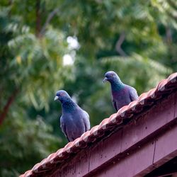 Low angle view of pigeons perching on roof