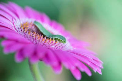 Close-up of pink flower