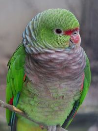 Close-up of amazon parrot perching on twig