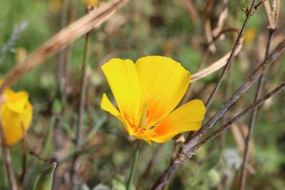 Close-up of yellow flower