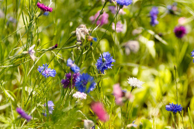 Close-up of purple flowers blooming in field