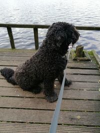 Close-up of dog sitting on pier over lake