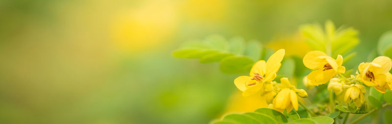 Close-up of yellow flowering plant