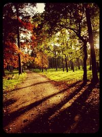 Trees in park