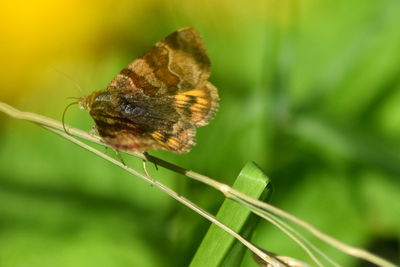 Close-up of insect on plant