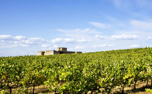 Castle amidst vineyard at alentejo against sky